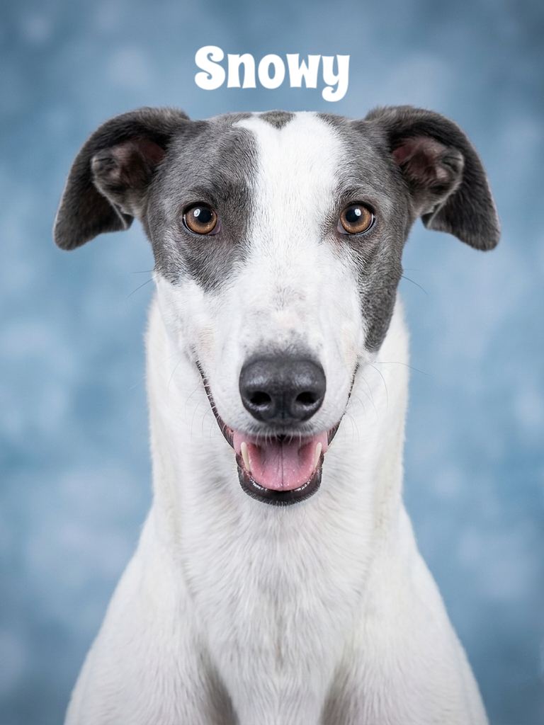 A happy dog with a white coat and gray markings on its face, set against a blue background, with the word 'Snowy' written above its head.