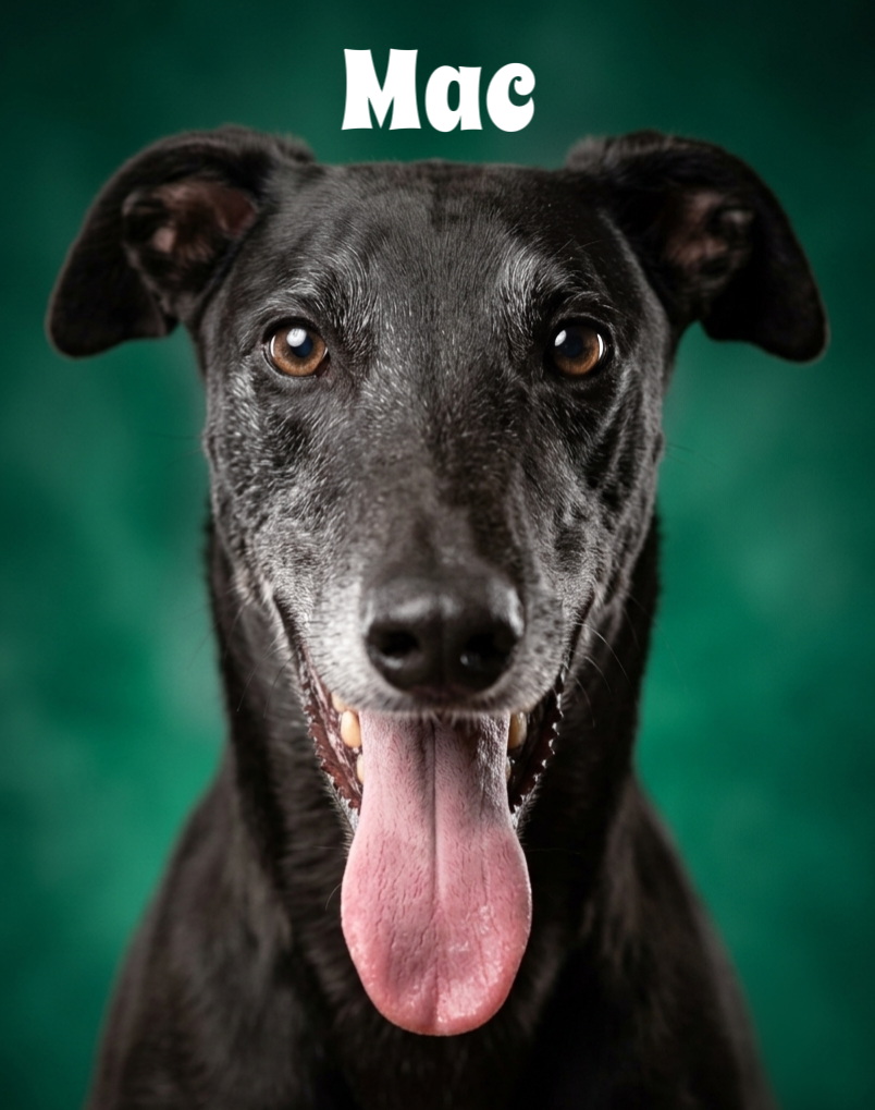 Close-up of a black dog with brown eyes and its tongue hanging out against a green background, with the word 'Mac' written above its head.
