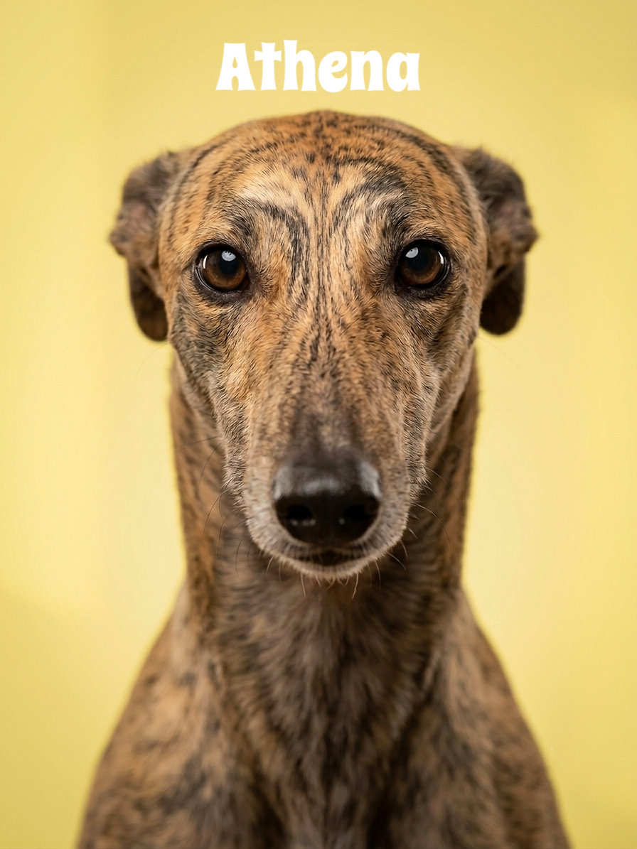 A close-up portrait of a brindle-coated dog with brown eyes against a yellow background, with the text 'Athena' at the top.
