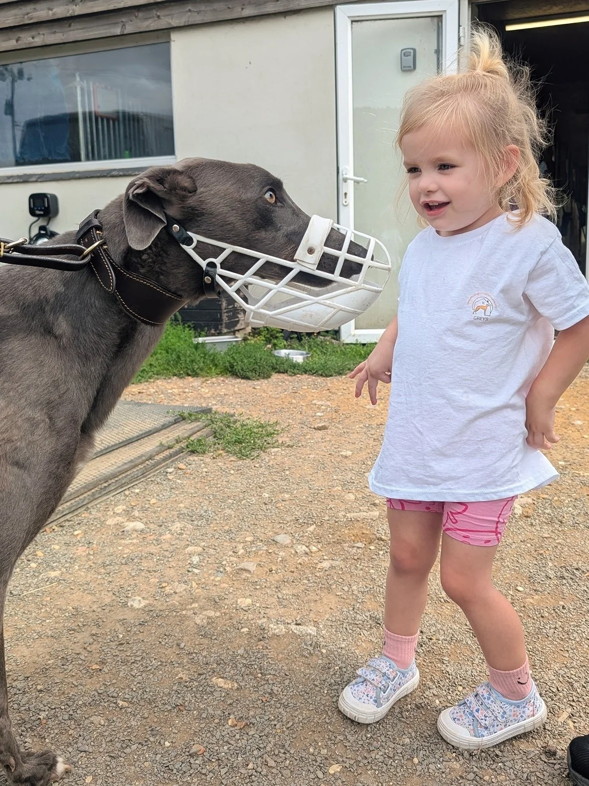 A young girl and a grey dog face to face outdoors, with the dog wearing a white muzzle.