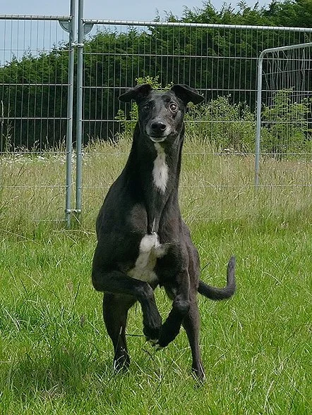 Black and white dog standing on grass with fencing in background