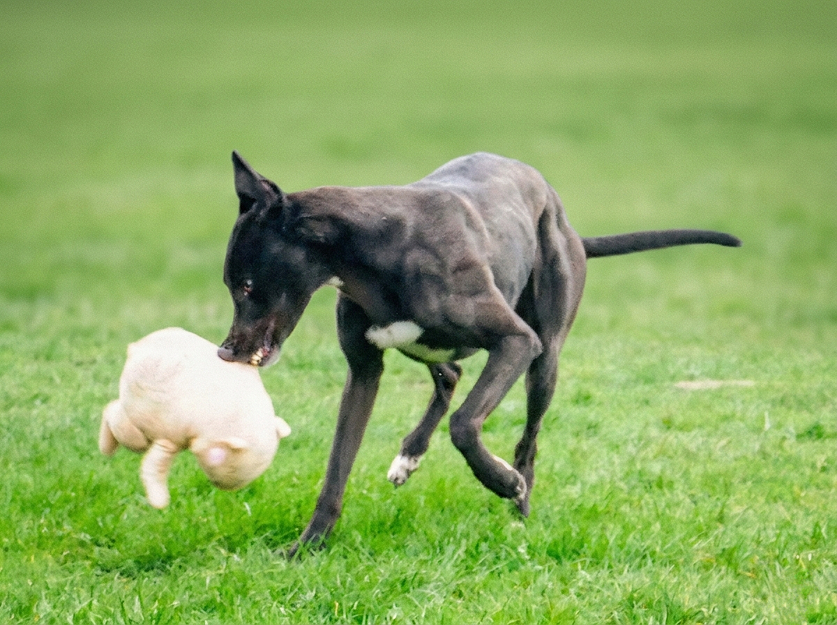A black dog chasing a white plush toy in a grassy field.