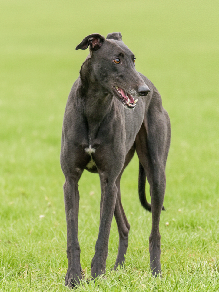 A slender black dog standing on a grassy field, looking to the right with its mouth slightly open.