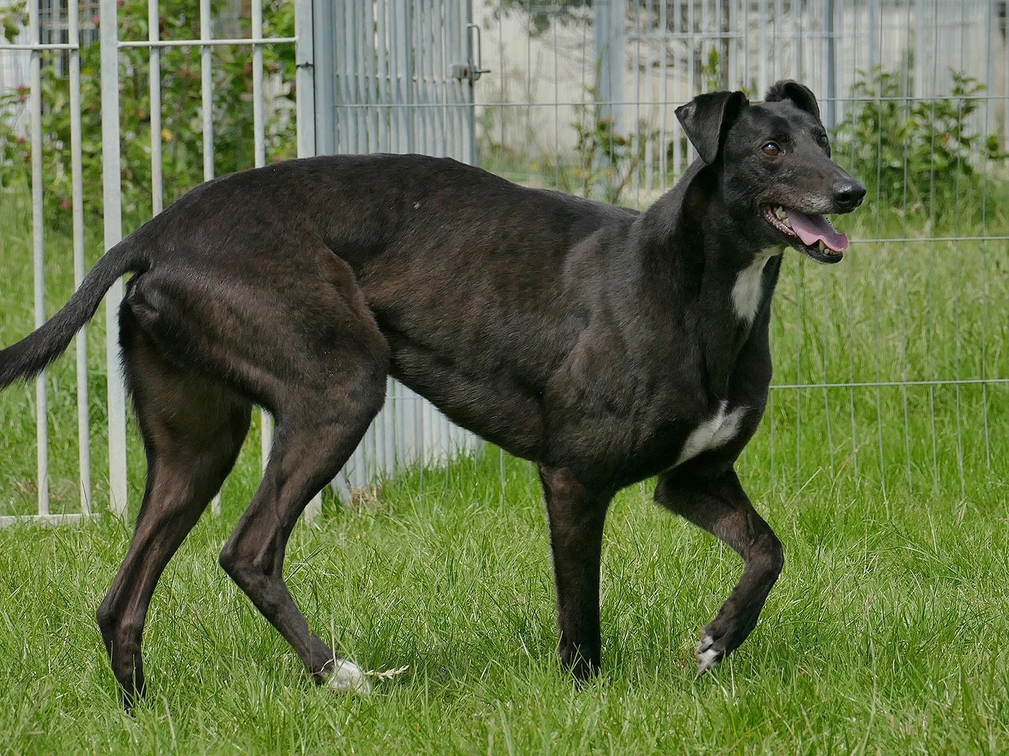 Black dog with a white patch on chest standing on grass in front of metal fence.