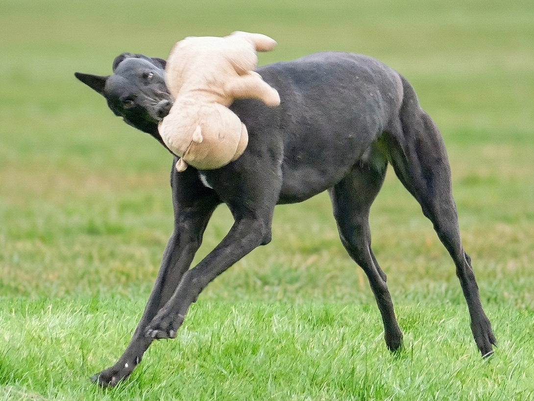 A black dog playing with a large beige stuffed toy in a grassy field.