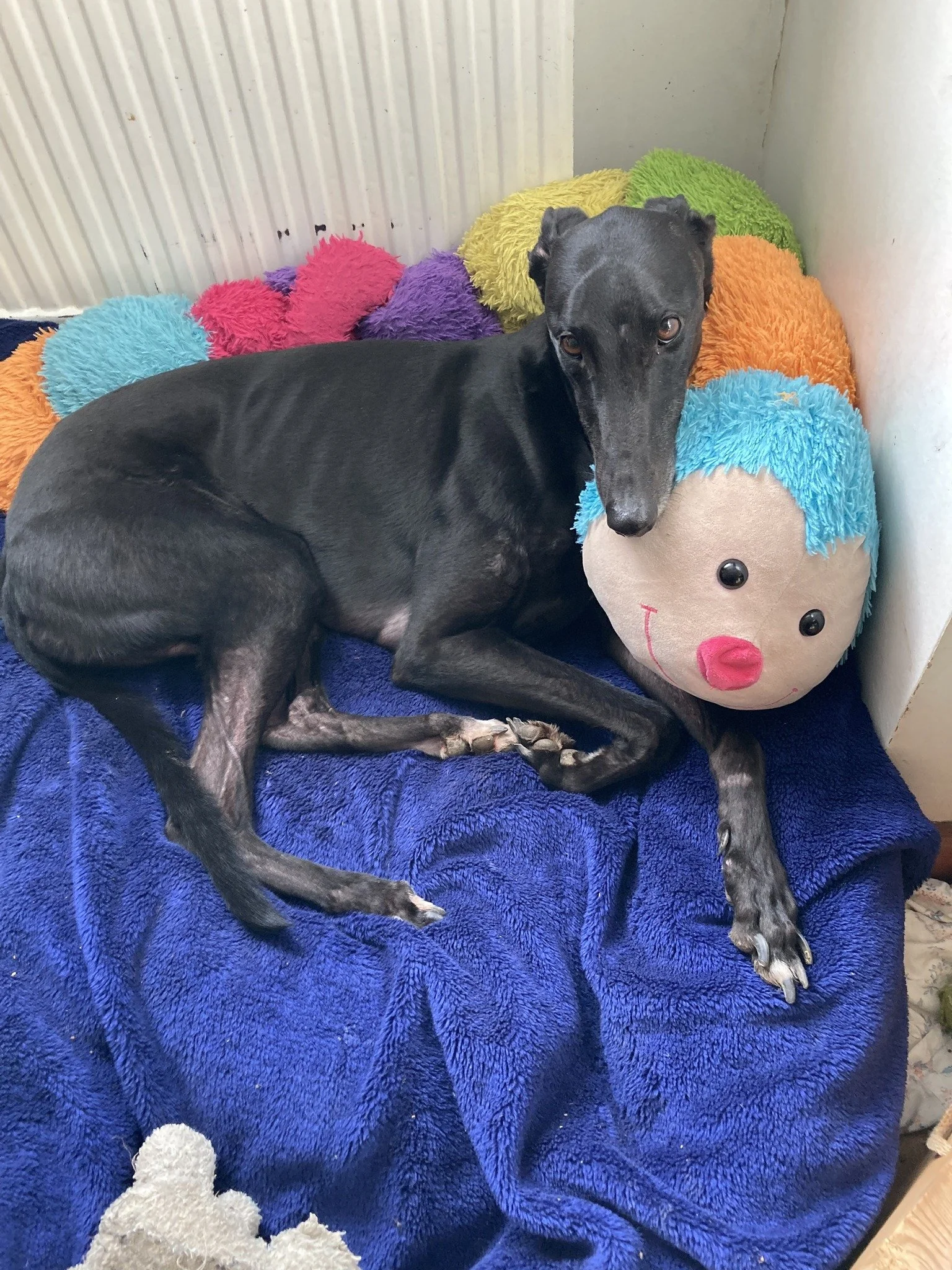 Theo (Vinegarhill Theo)