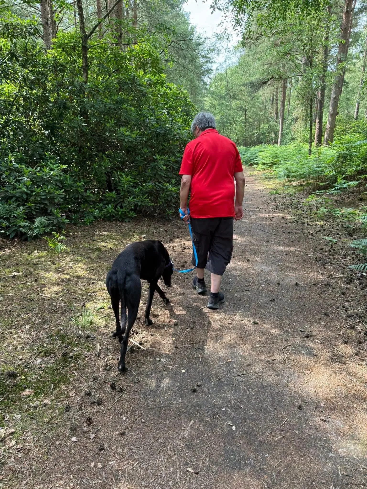 An elderly man walking on a dirt trail through a forest, holding the leash of a black dog. The man is wearing a red shirt and black shorts, and the forest is lush with green foliage and tall trees.