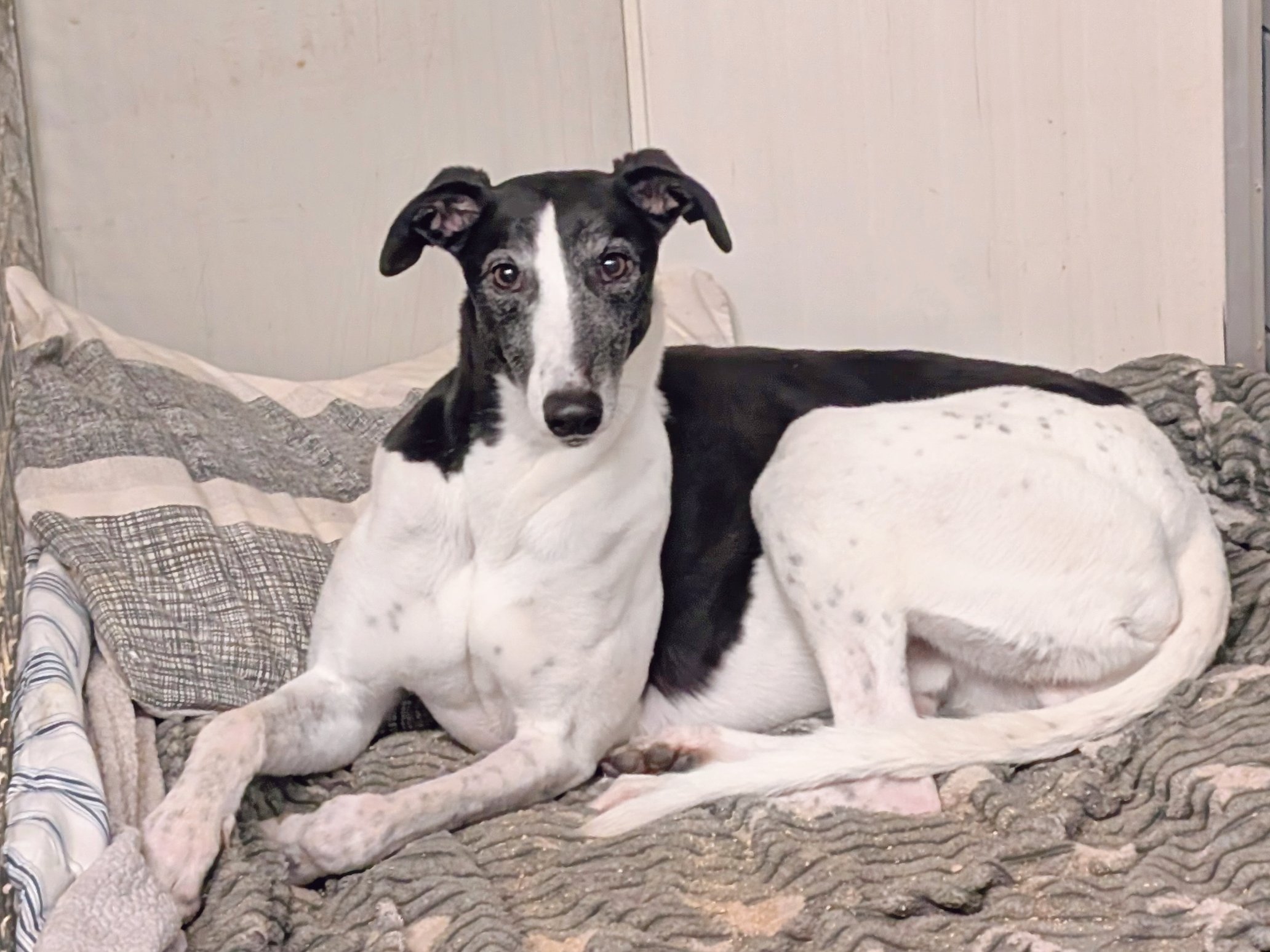 A black and white dog lying on a bed with a blanket and pillows, looking at the camera.