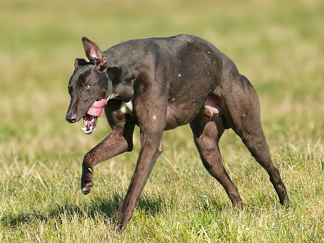 A dog with the body of a greyhound and the face of a human is running across a grassy field while licking its nose.