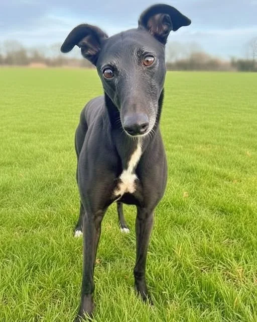 A black dog with a white patch on its chest standing on green grass in an open field.