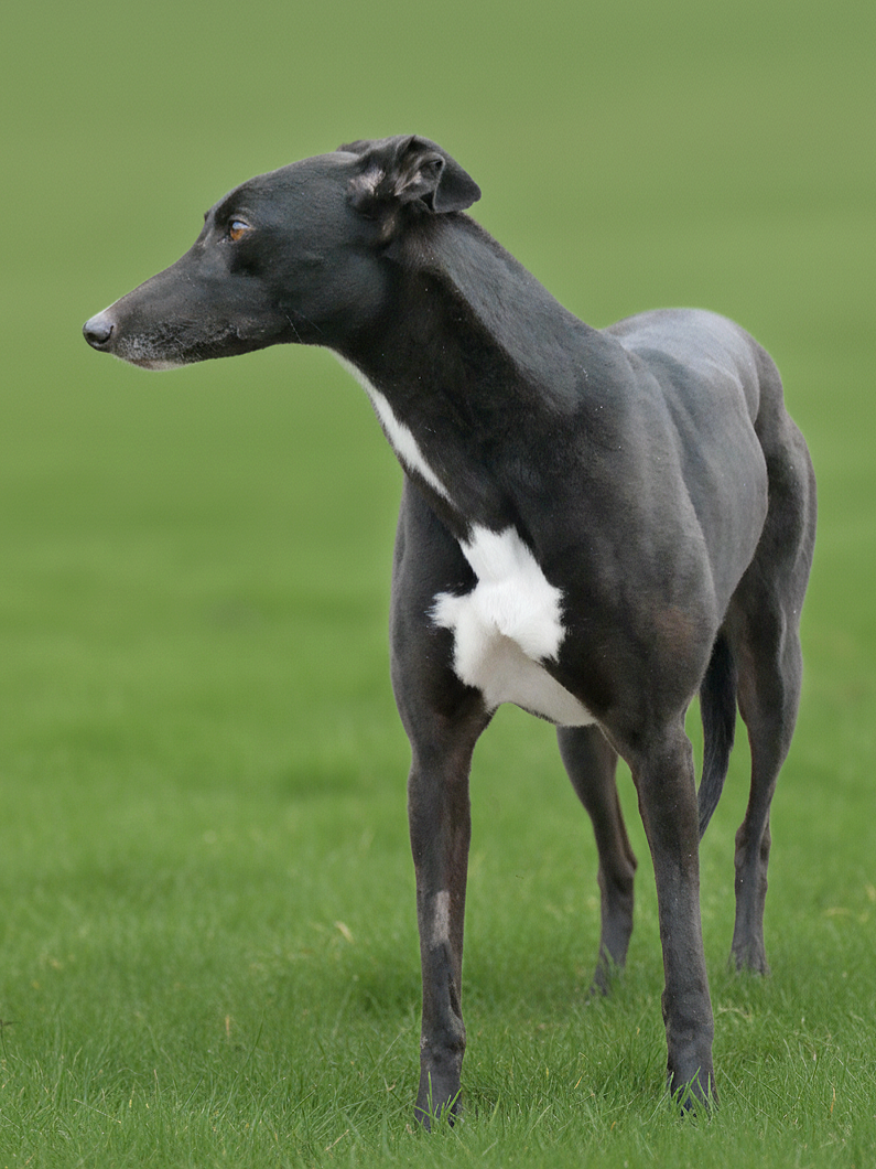 A greyhound dog standing on green grass, facing left with a blurred green background.
