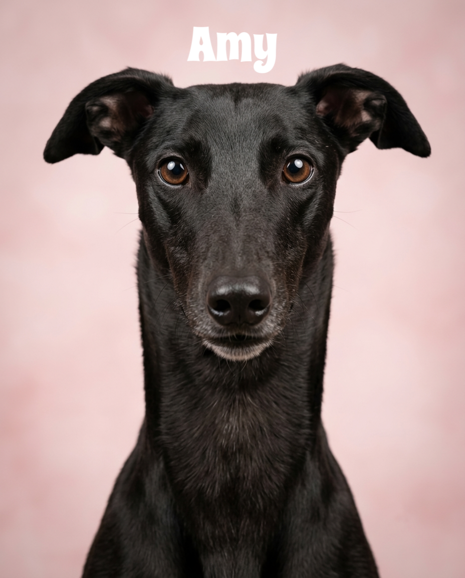 Close-up portrait of a black dog with brown eyes against a pink background, with the name 'Amy' written above its head.