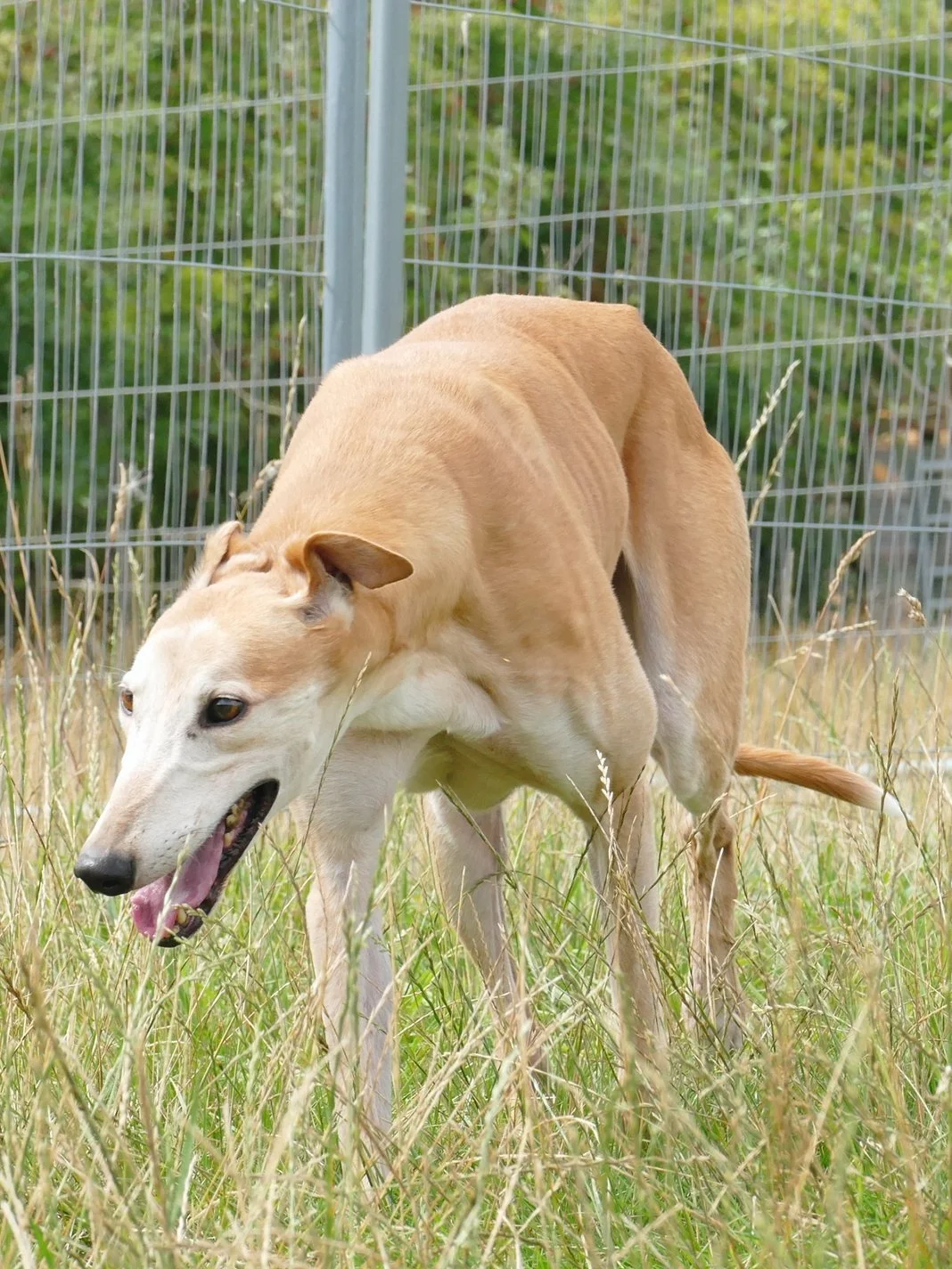 A light brown dog with a white face and chest, standing in tall grass near a metal fence, appears to be yawning or barking.