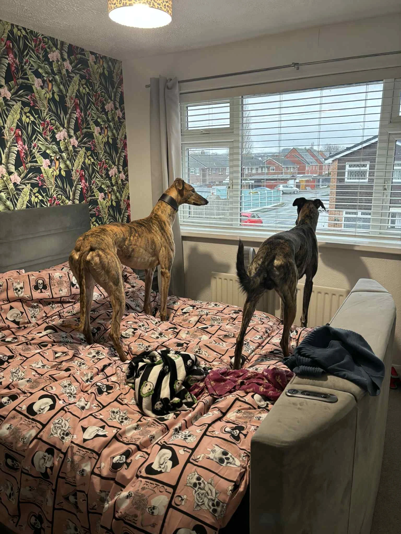 Stanley (Lissatouk Boris)