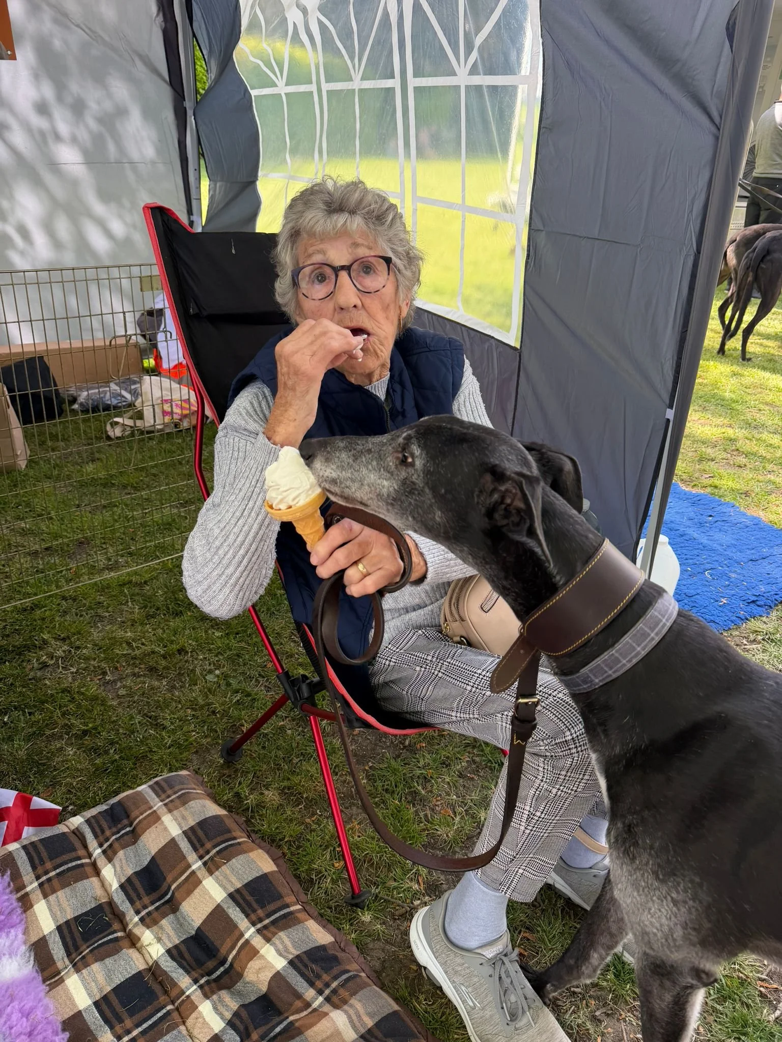 An elderly woman in glasses sitting in a chair inside a tent, holding an ice cream cone, while a dog licks her face. The woman looks surprised or curious. The setting appears to be an outdoor event with green grass and other people and pets nearby.