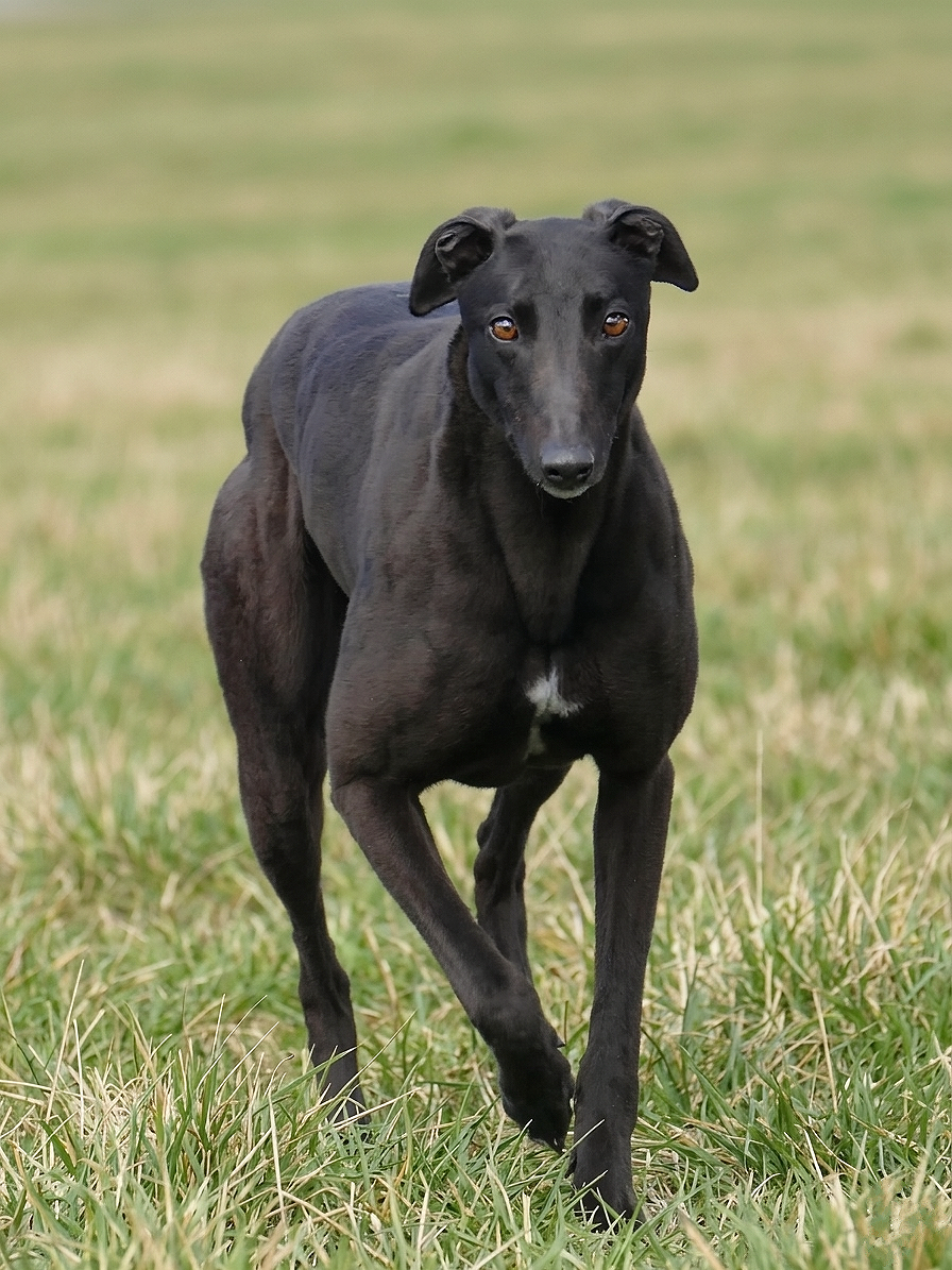 A black greyhound running through a grassy field.