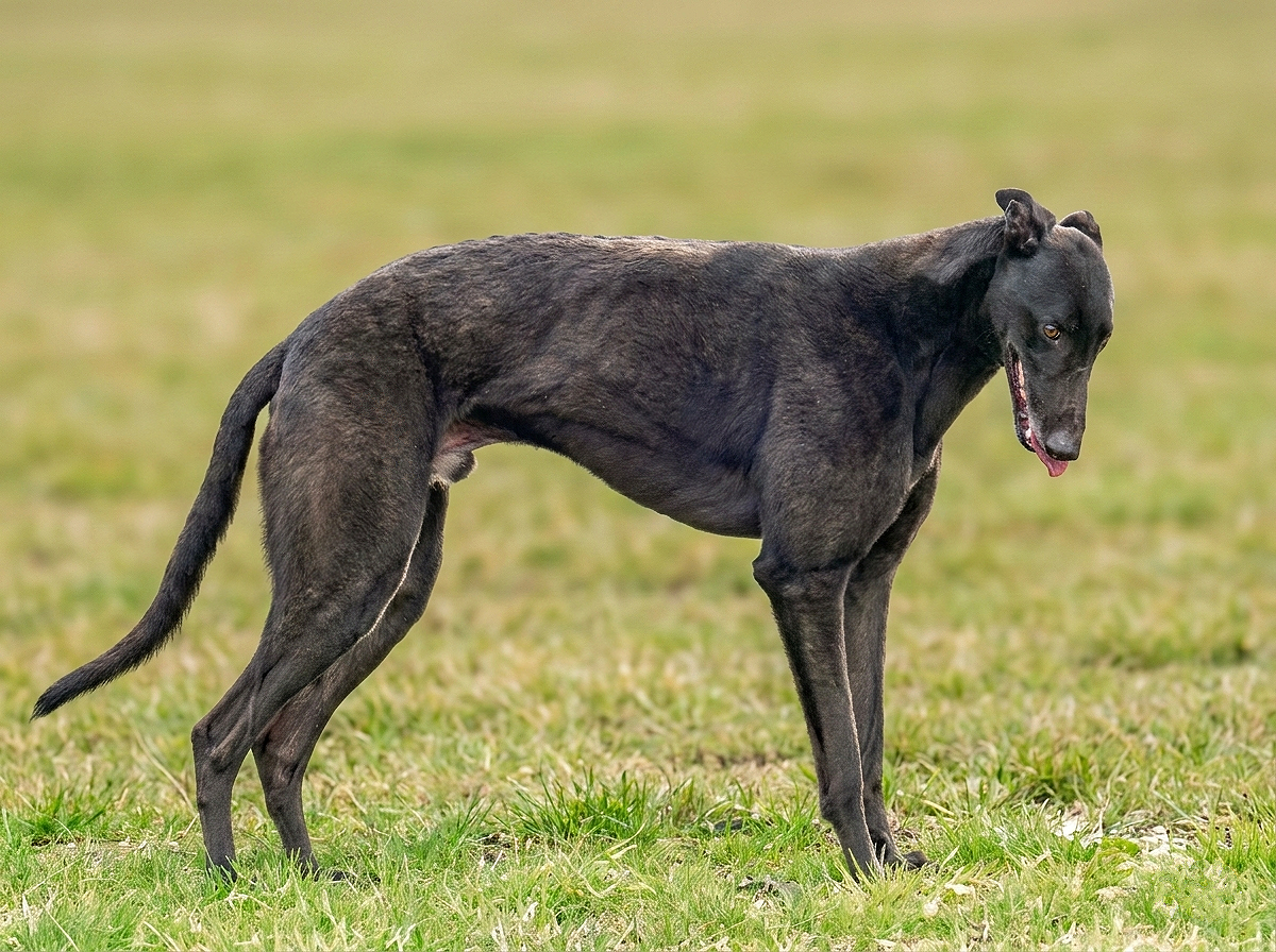 A black Greyhound standing on a grassy field, with its tongue slightly out.
