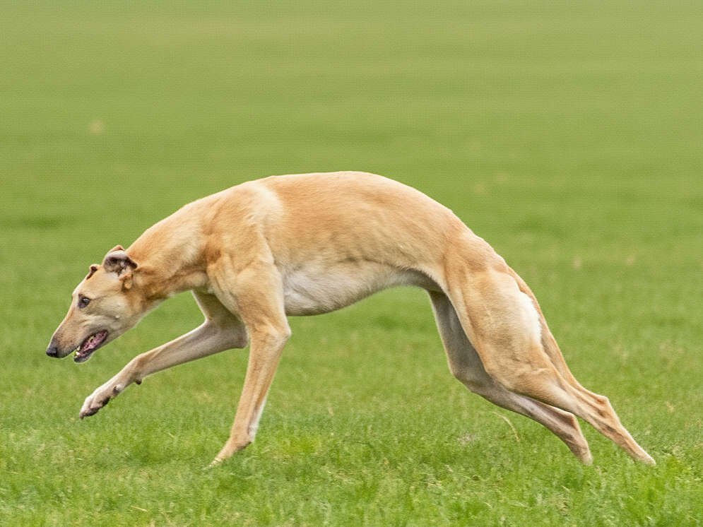 A light tan greyhound running on a grassy field with a focused expression.