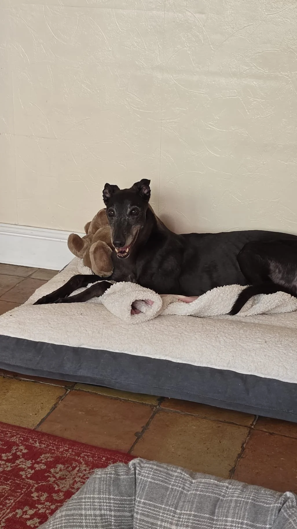 Edith (Droopys Amici)