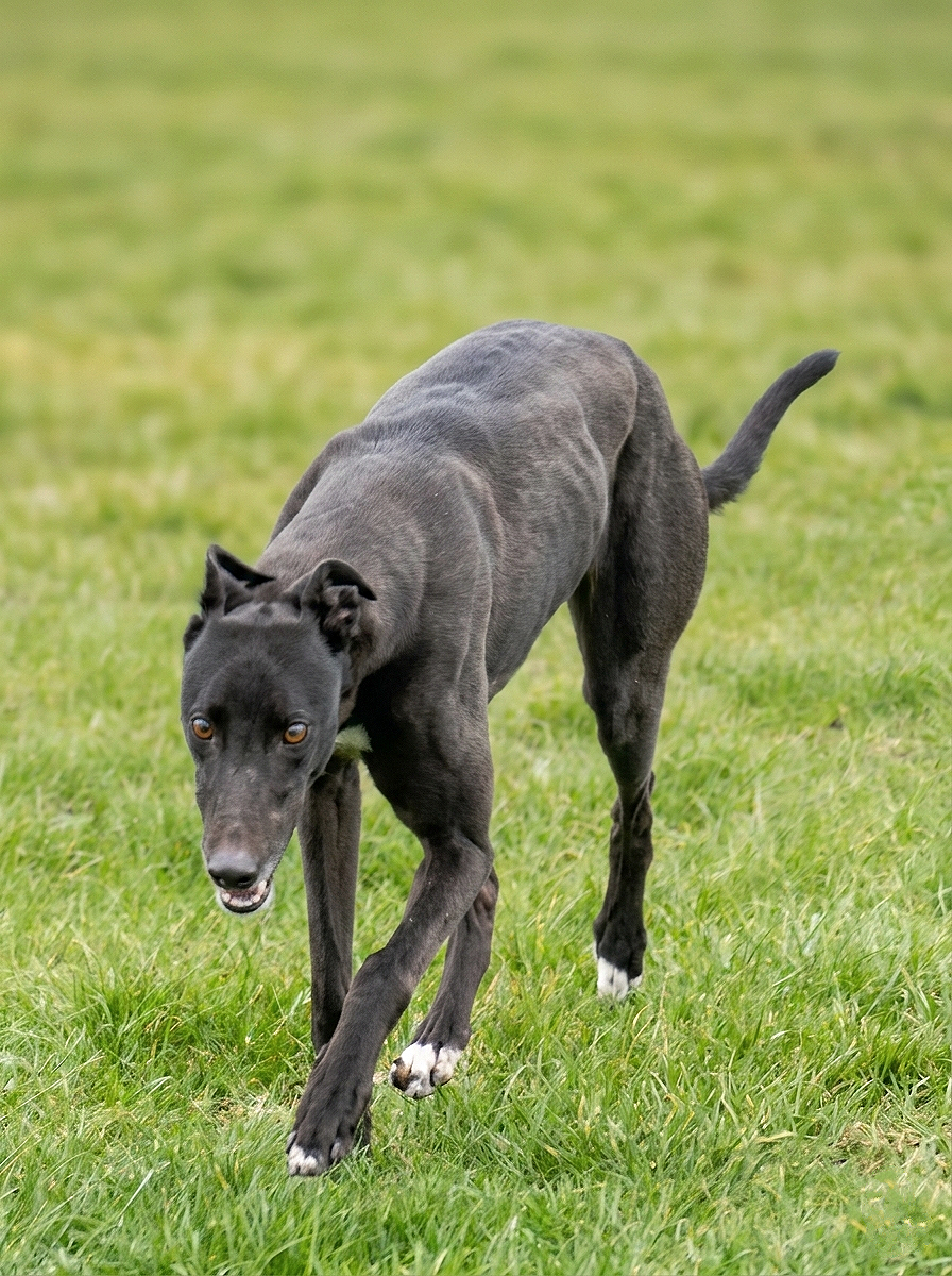 A black dog with amber eyes running on green grass in a field.