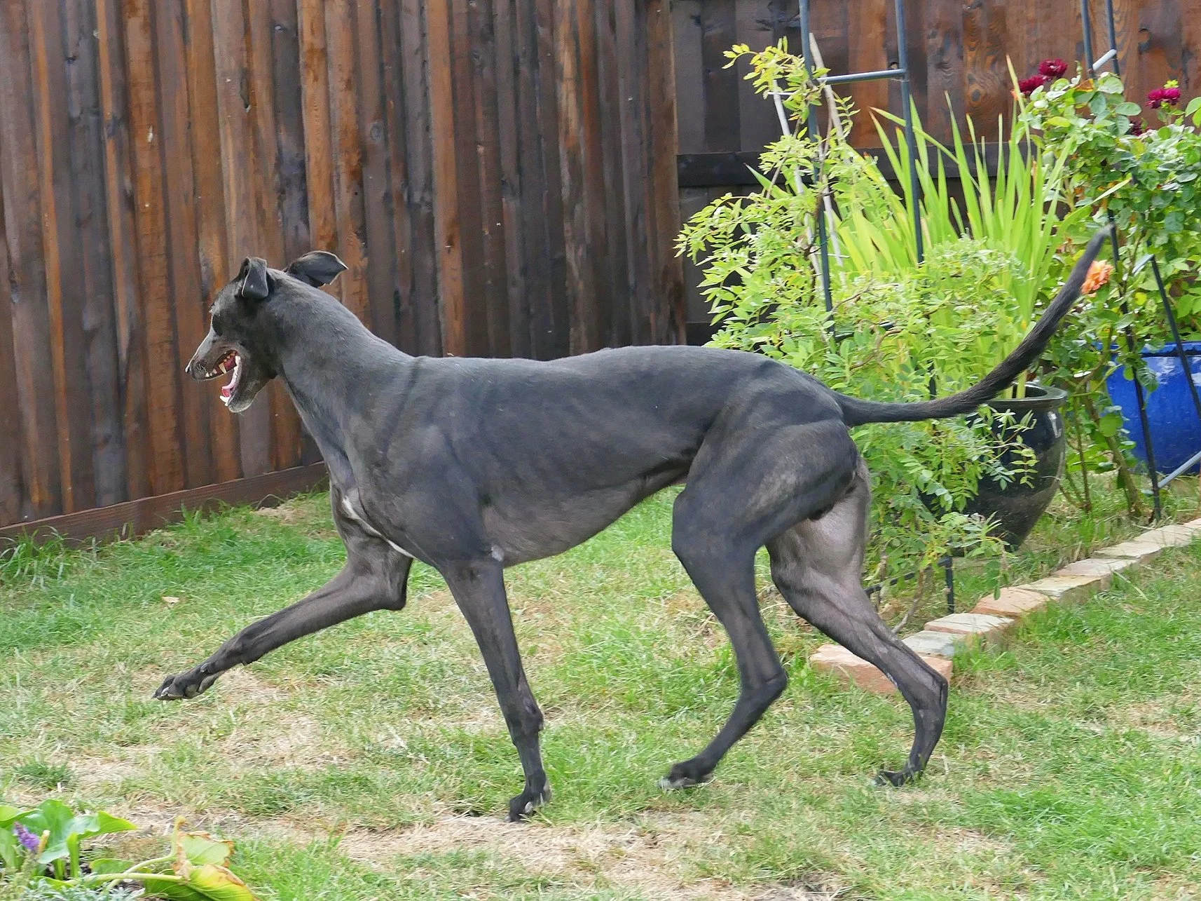 Black Greyhound running and playing in a backyard garden.