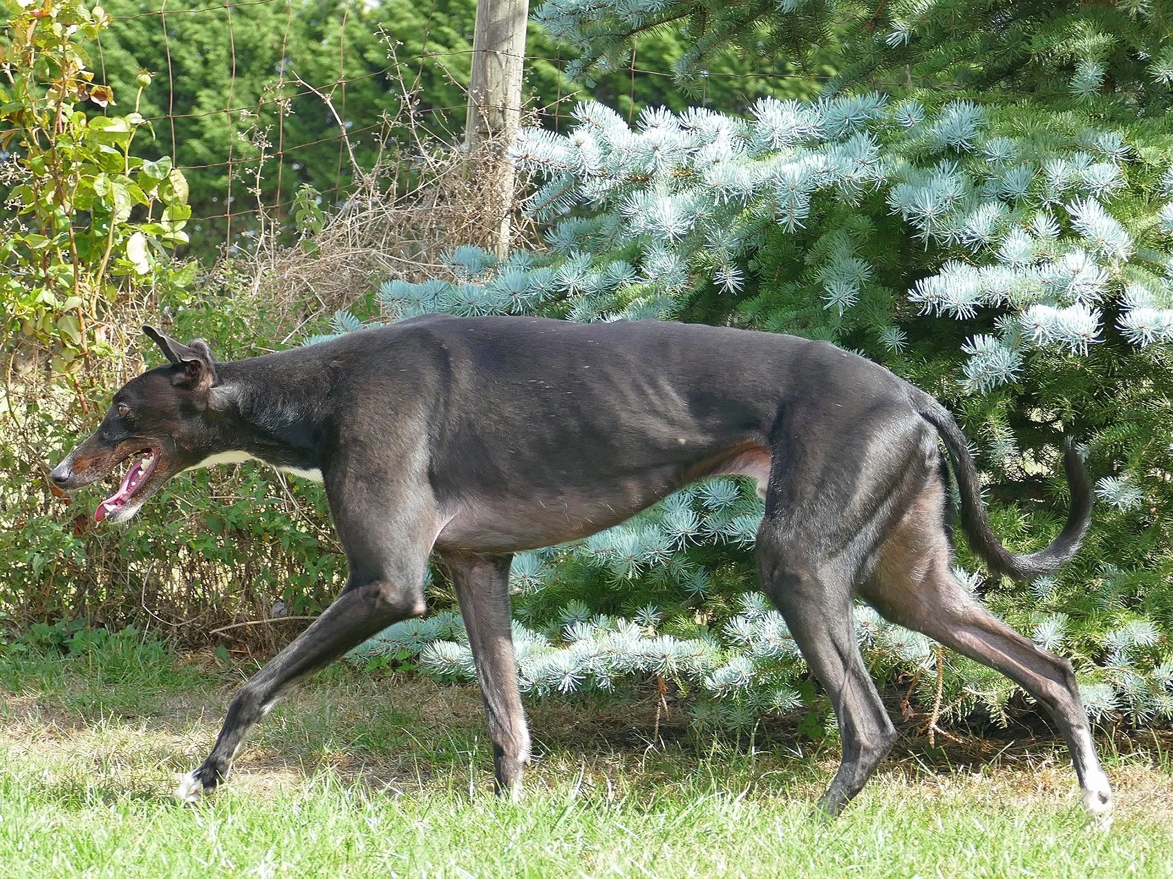 A black and tan dog, possibly a Greyhound, walking on grass in a backyard with various green bushes and a small pine tree in the background.