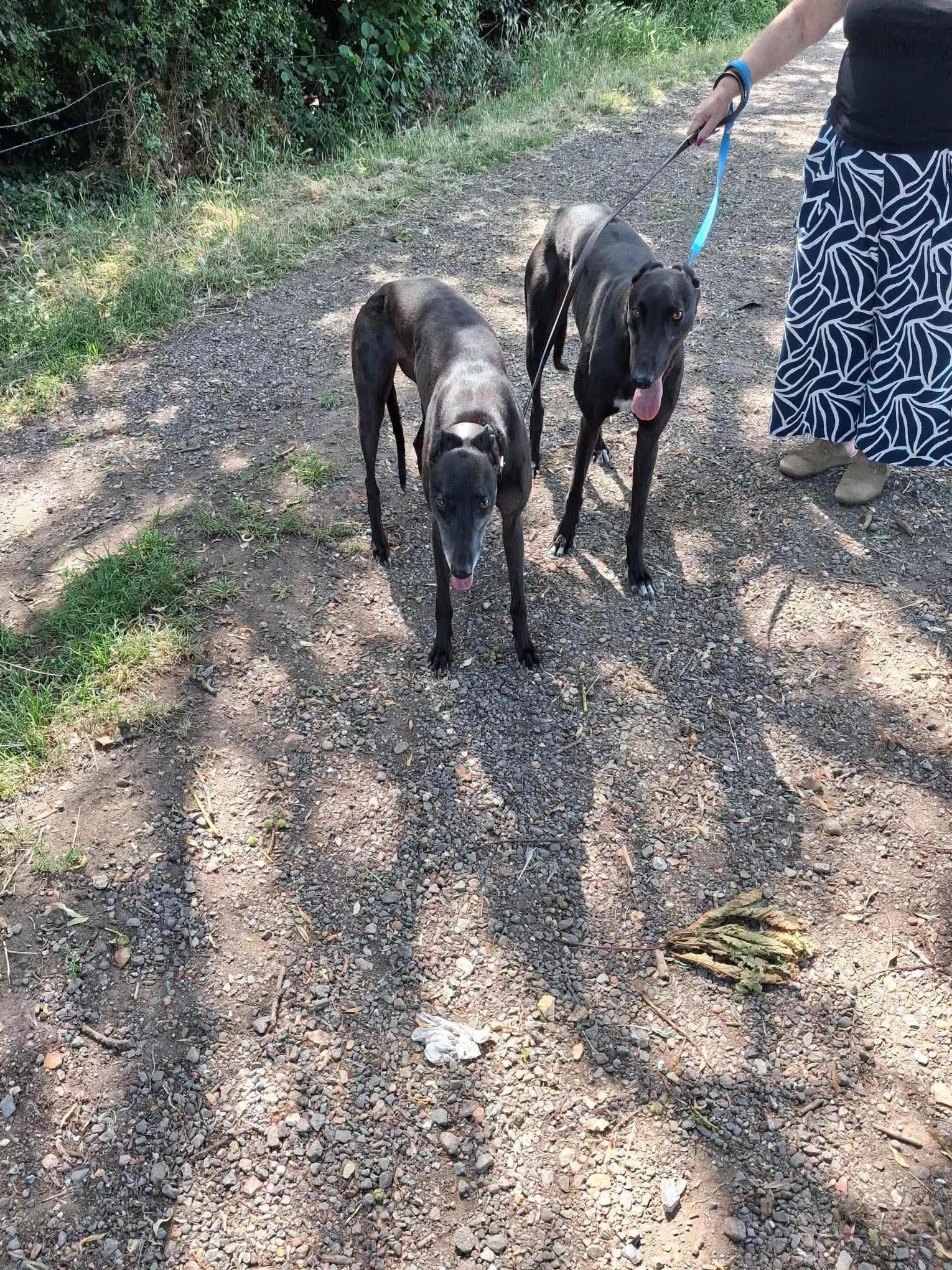 Two black dogs being walked on a gravel path by a person wearing patterned pants and a black shirt, with greenery on the side.