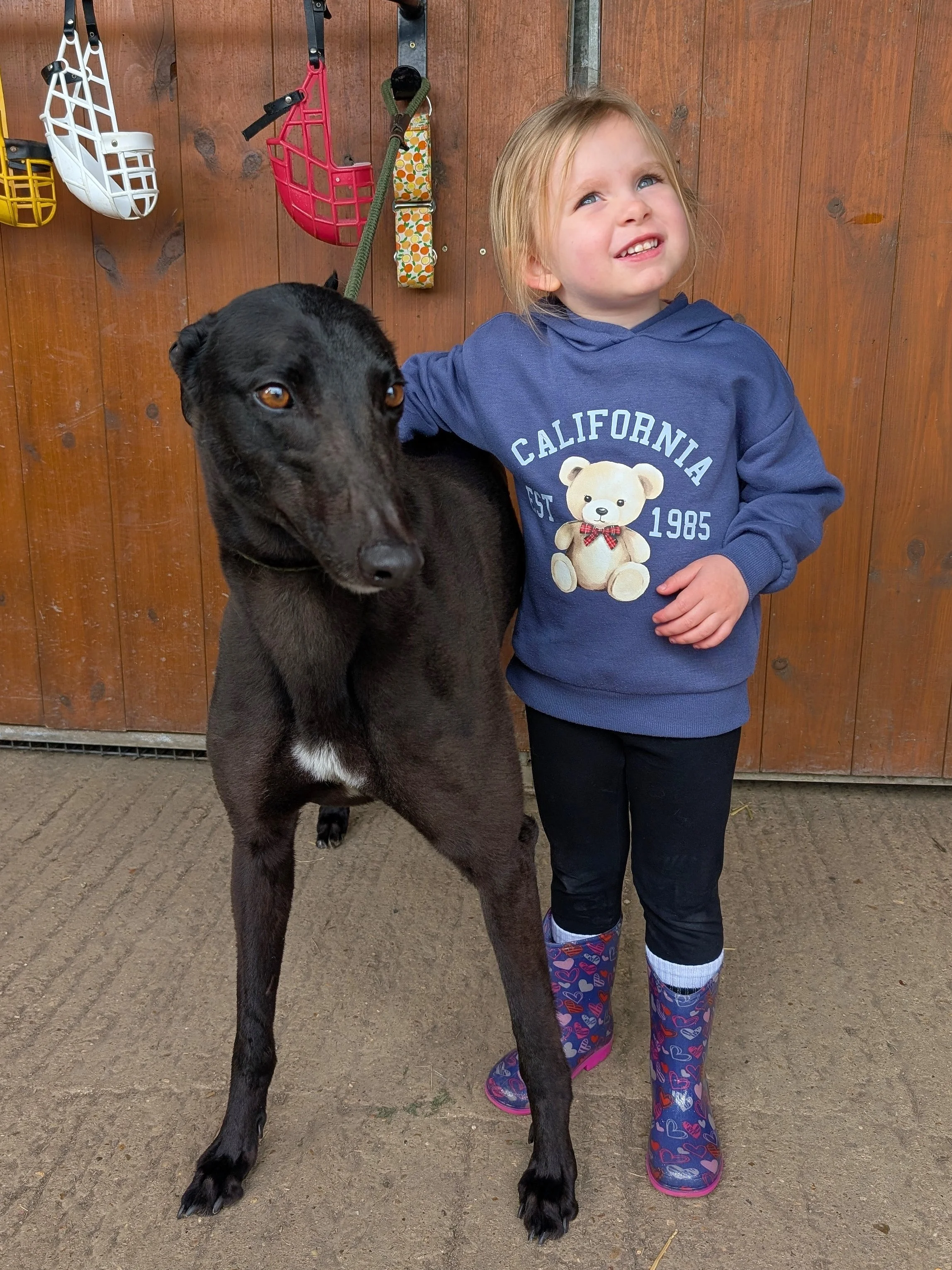 A young girl in a blue sweatshirt with a teddy bear graphic and the words 'California Est 1985' standing outdoors next to a large black dog, possibly a greyhound, against a wooden fence with dog leashes hanging on it. The girl is smiling with her han