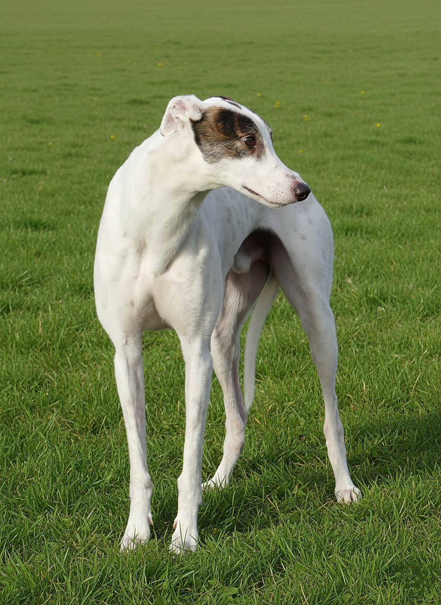 A white and brown dog standing on a green grassy field.