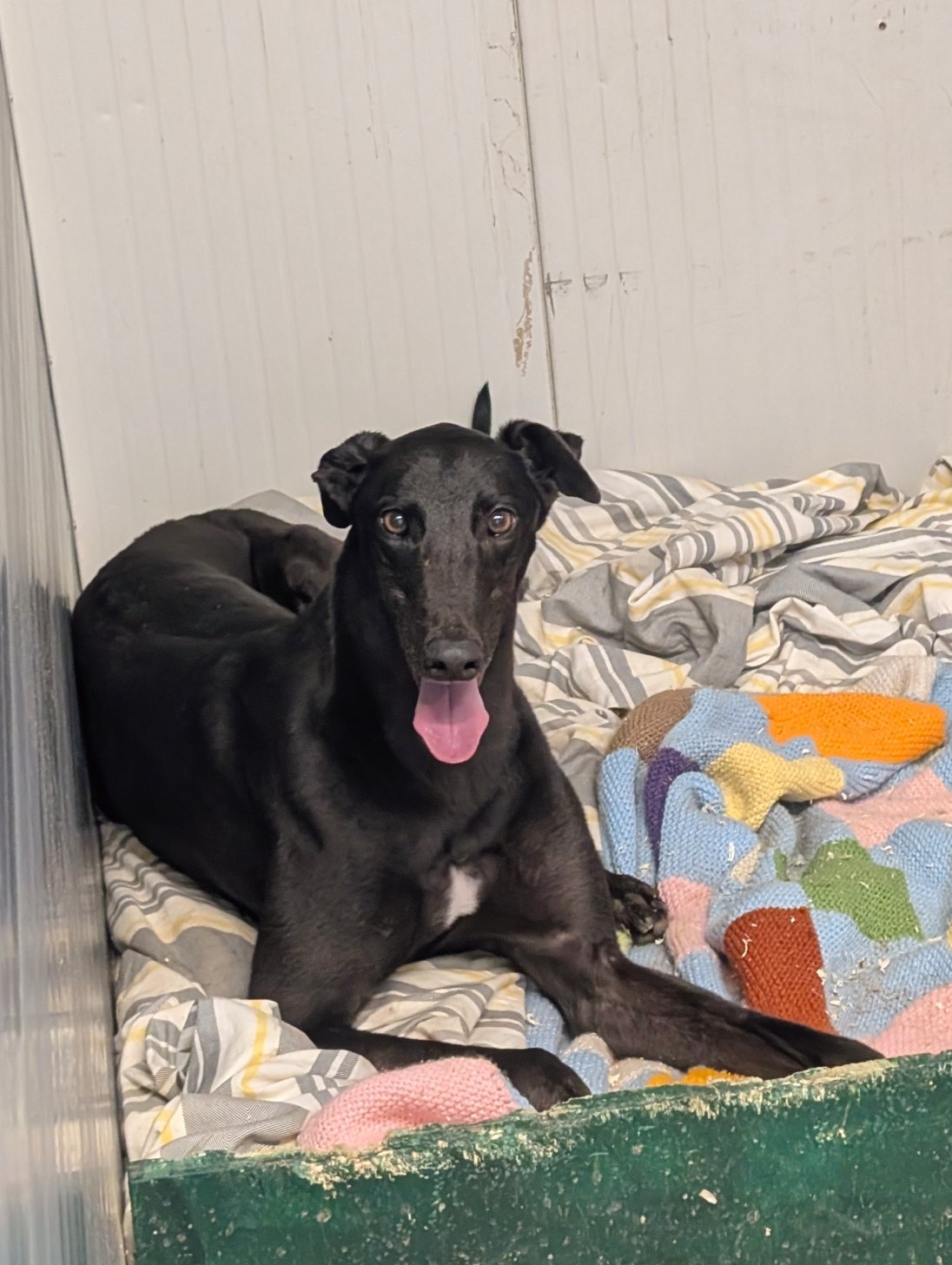 A black dog with a white patch on its chest and pink tongue sitting on a bed with striped and colorful blankets, inside a room with white wooden walls.
