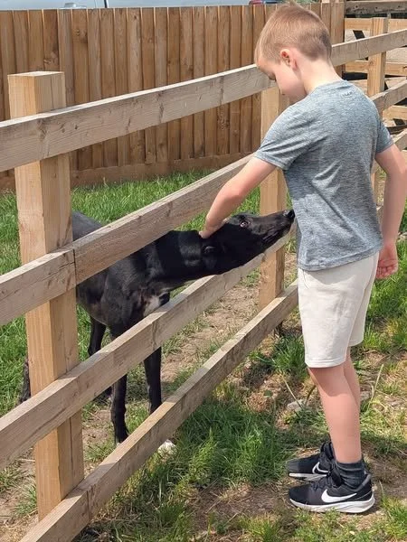 A boy in a gray t-shirt and white shorts gently petting a small black calf through a wooden fence.