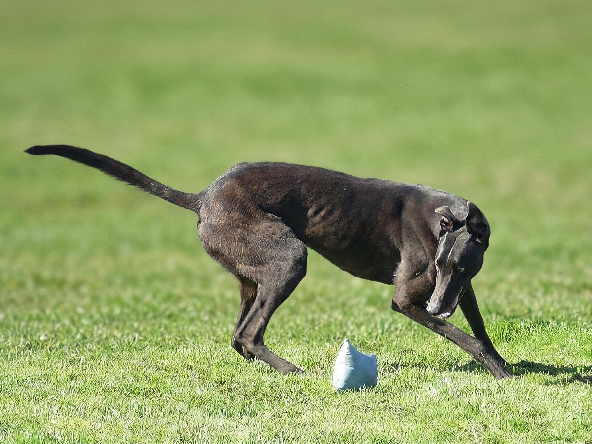 A greyhound dog playing fetch on a grassy field, capturing a white tennis ball with its front paws and mouth.