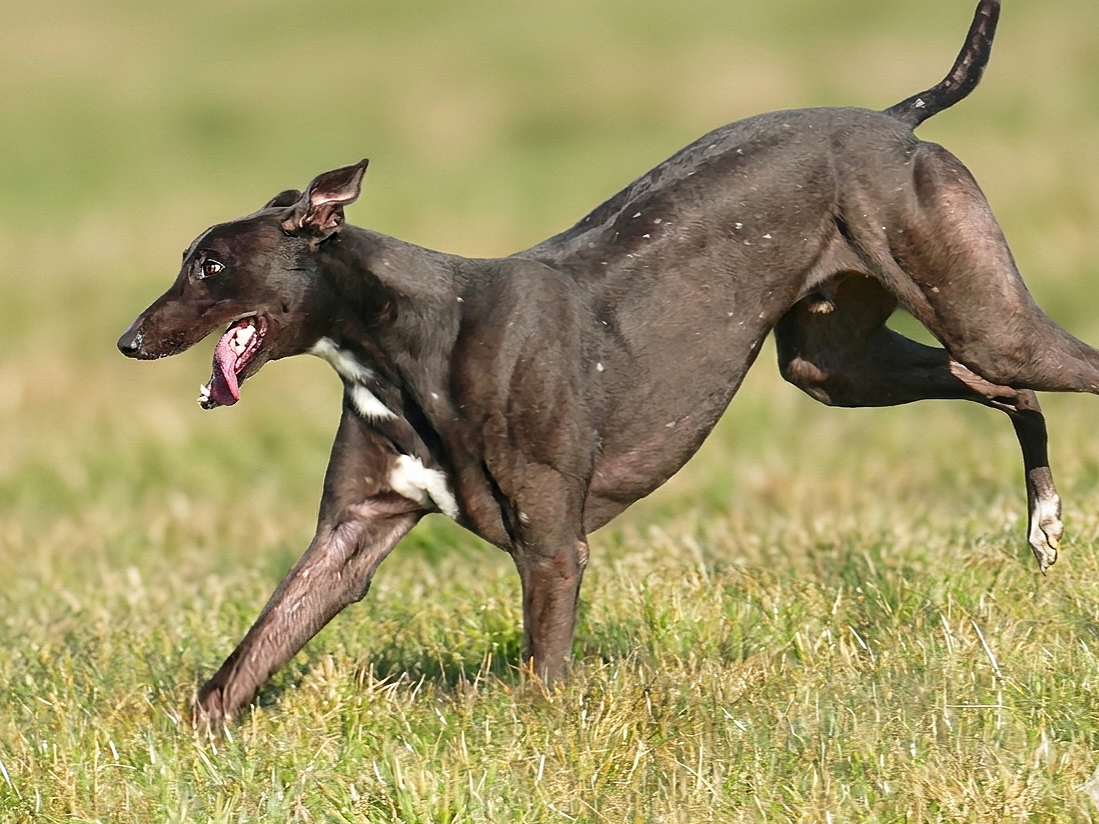 A brown dog with a white patch on its chest running on grass.