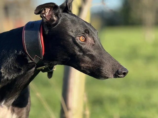 Logan (Droopys Prymtime)