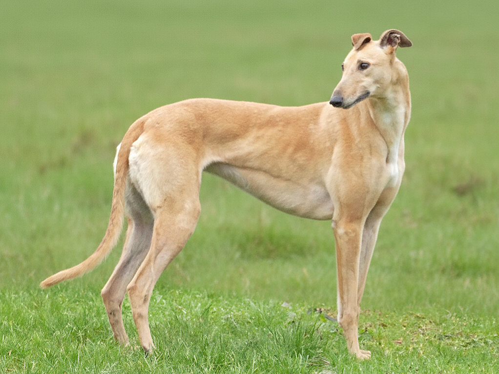 A skinny, light-brown dog standing on a grassy field, looking to the side.