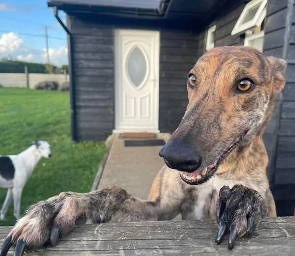 A close-up of a friendly brown dog with a long snout looking over a wooden fence. In the background, a white and black dog is standing on the grass near a dark-painted house with a white door.