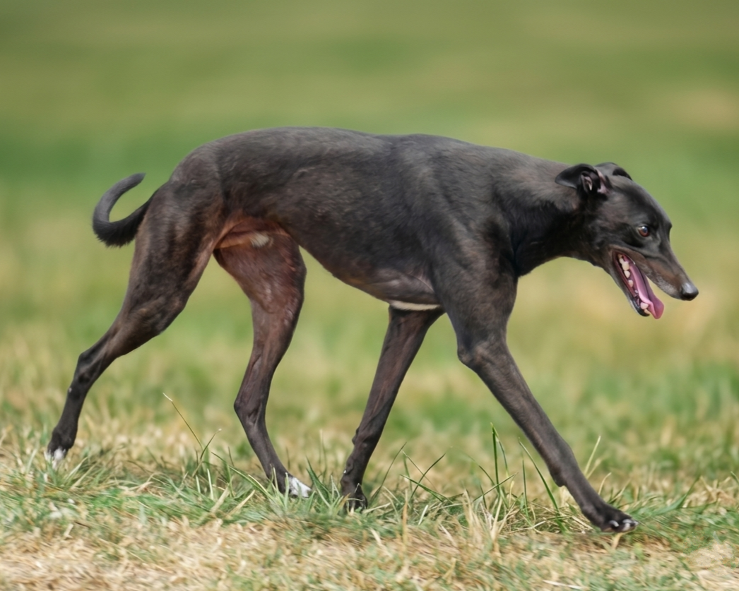 A dark-colored dog walking on grass with its mouth open and tongue out