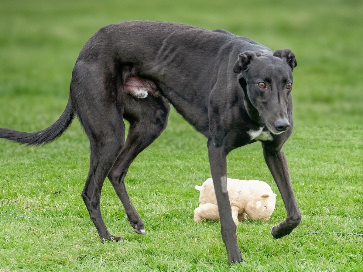 A black dog with a white patch on its chest standing on green grass, with a stuffed animal resembling a white bear laying on the ground behind it.
