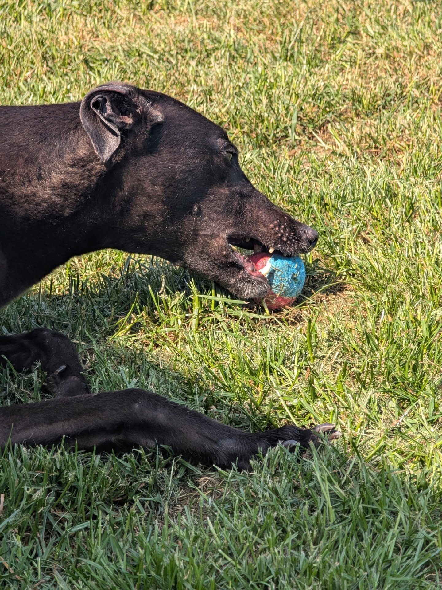 Black dog lying on green grass with a blue and red rubber ball in its mouth