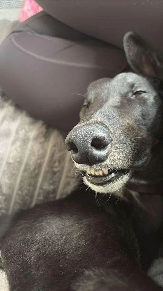 Black dog lying on its back, smiling with visible teeth, resting on a cushion.