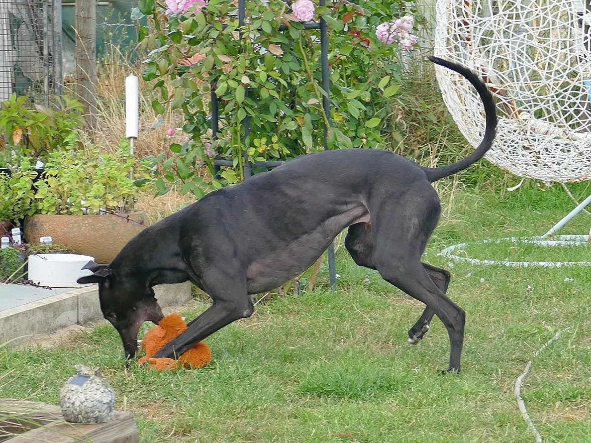 Black dog playing with a brown plush toy in a backyard garden.