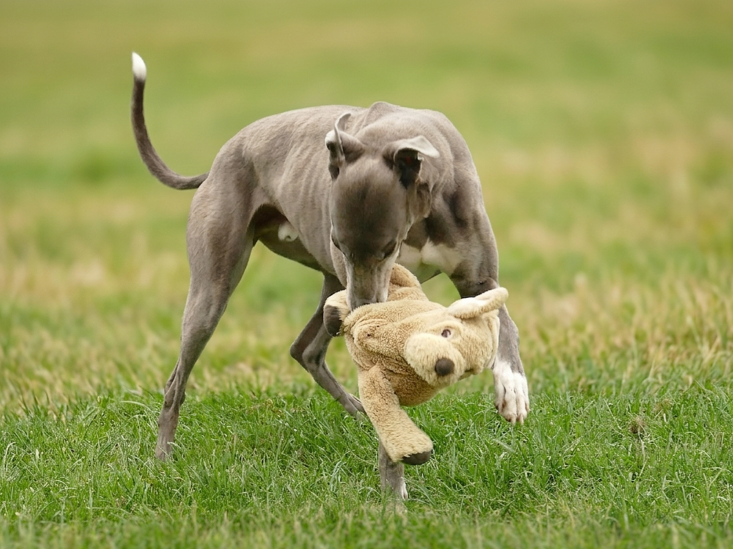 Dog carrying a plush teddy bear in its mouth in a grassy field.