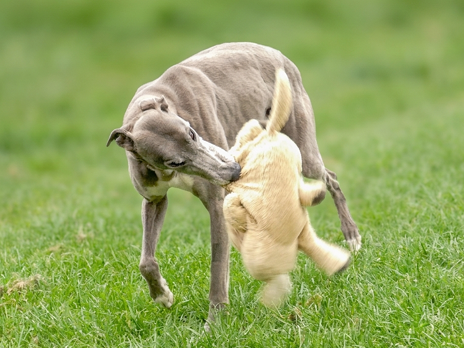 A grey dog playing with a small, light-colored puppy on a grassy field.
