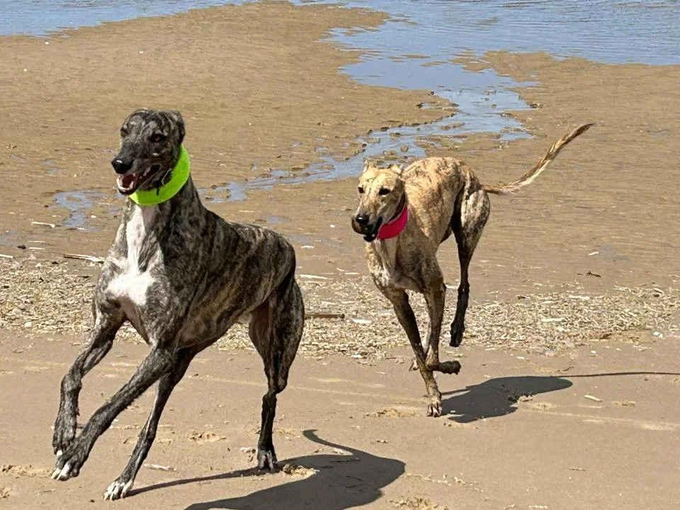 Summer (Romantic Sheila) & Mustang (Greyfort Mustang)