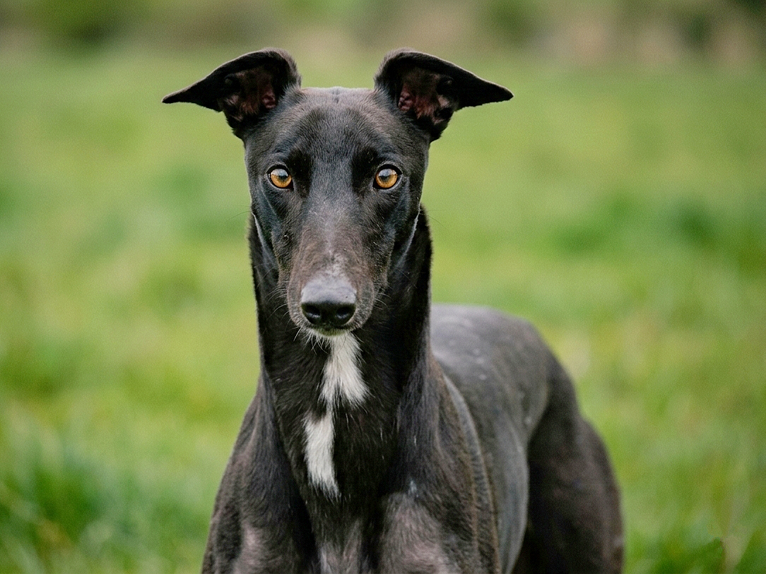 A black dog with a white patch on its chest standing on grass, looking directly at the camera.