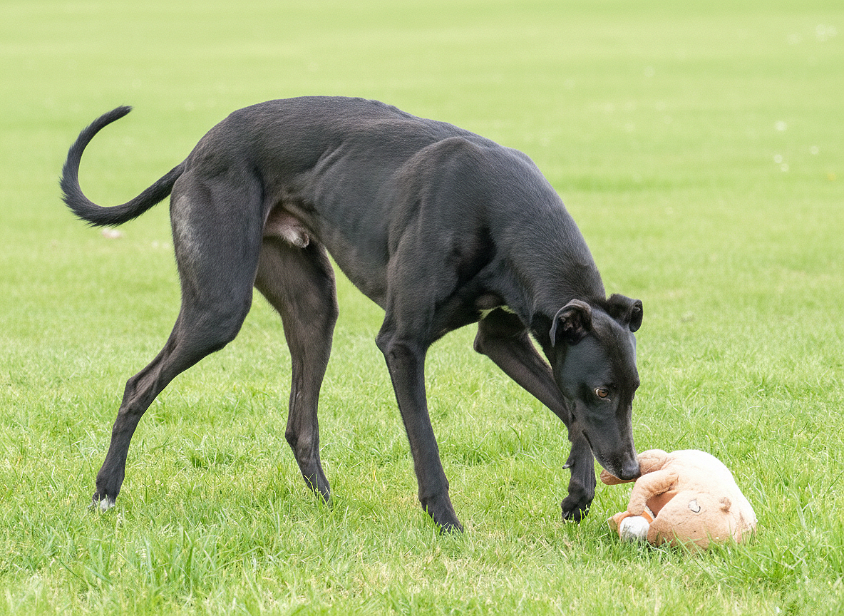 Black dog playing with a brown stuffed toy on a grassy field.