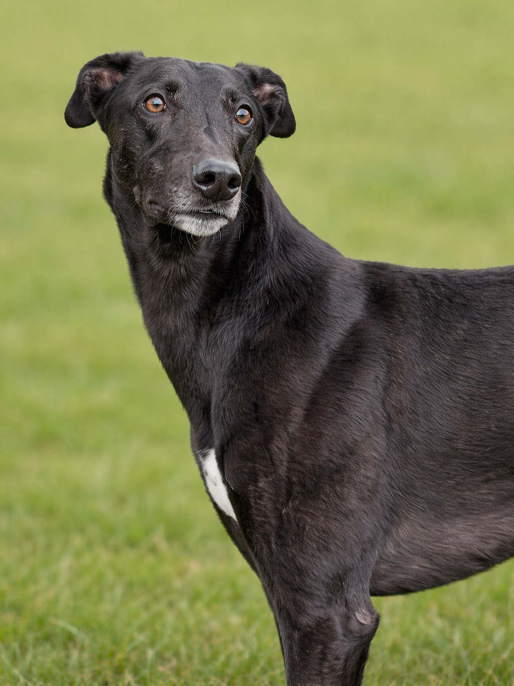 A black dog with a white patch on its chest standing on grass with a blurred green background.