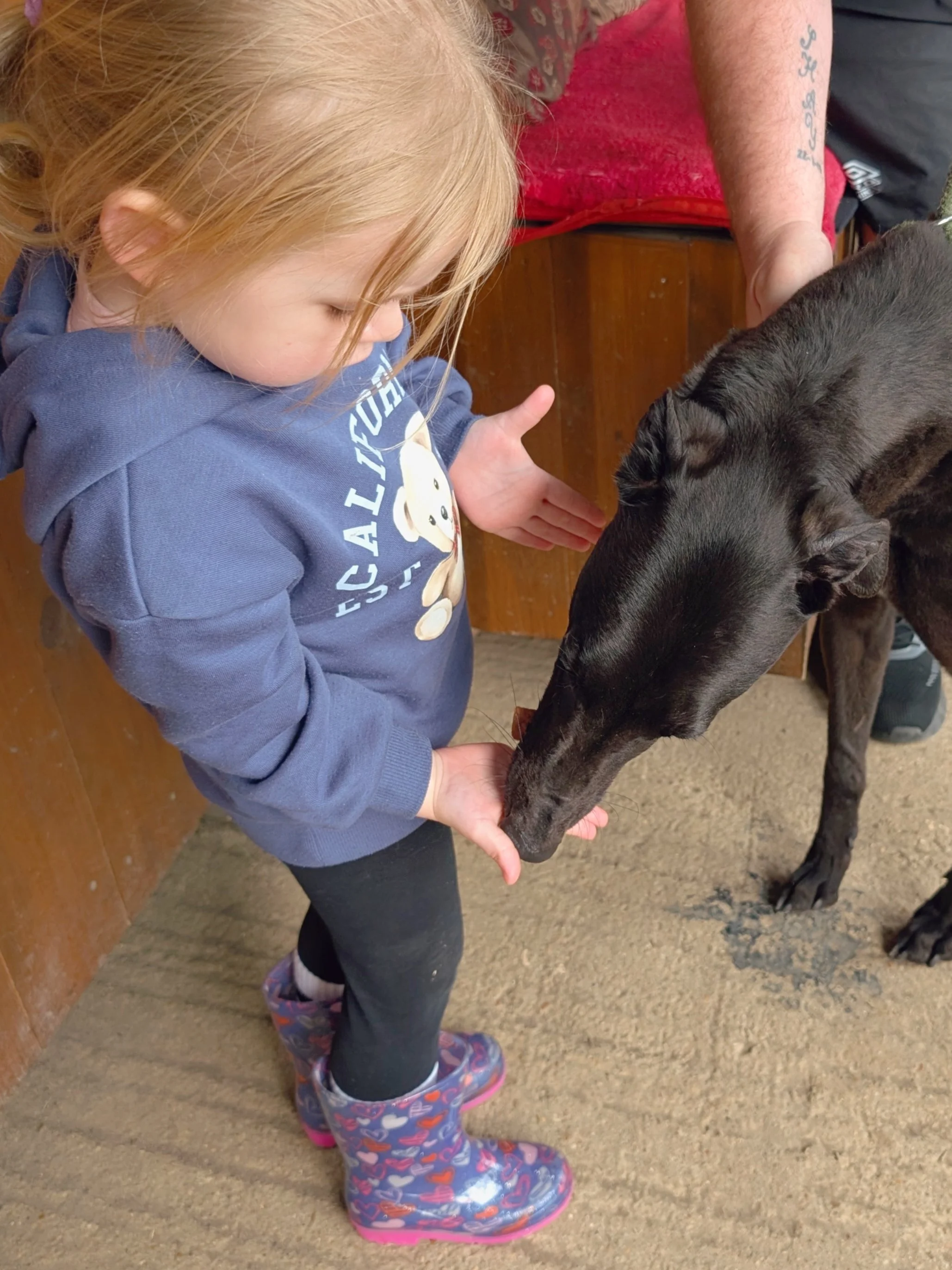 A young girl with blonde hair, wearing a blue hoodie and colorful rain boots, stands on a sandy surface and touches noses with a black dog, with an adult in the background.