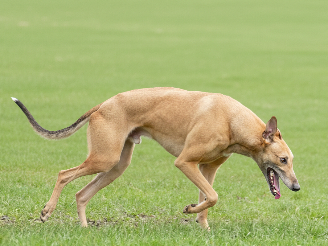 A tan dog with a black tail running on a grassy field with its mouth open.