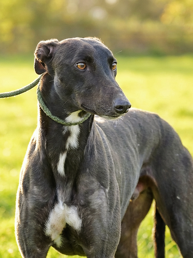 A black and white dog with a sleek coat, wearing a green collar, standing outdoors on grass with a blurred background of trees and sunlight.